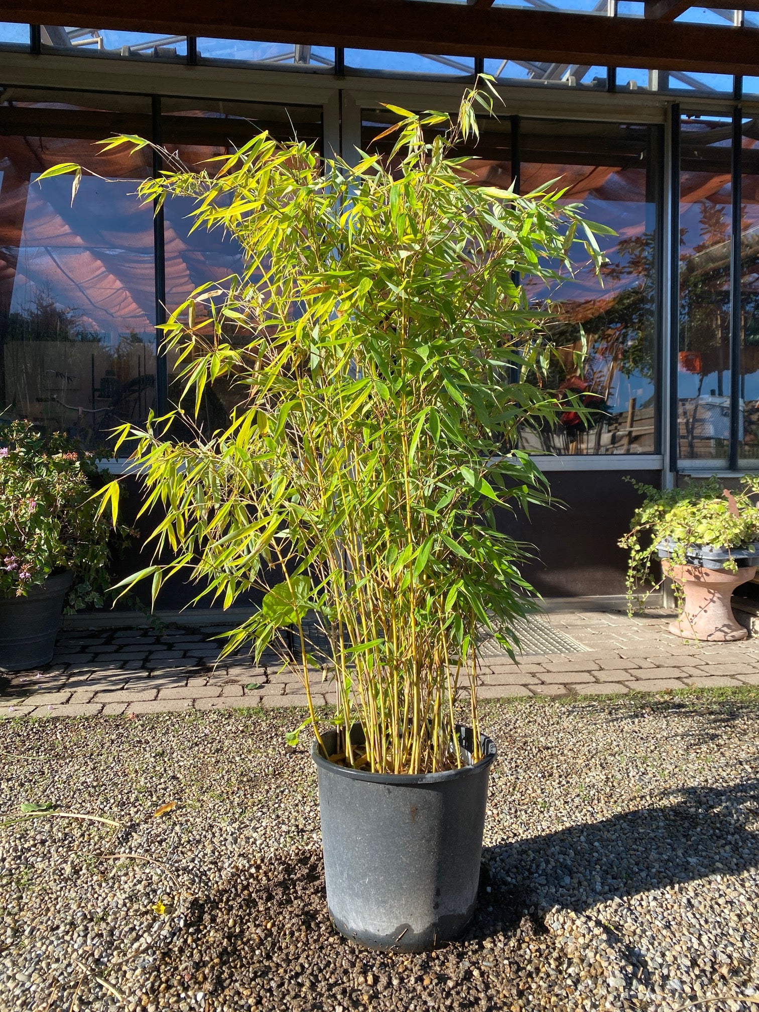 Schirmbambus 'Campbell' / Fargesia robusta 'Campbell'